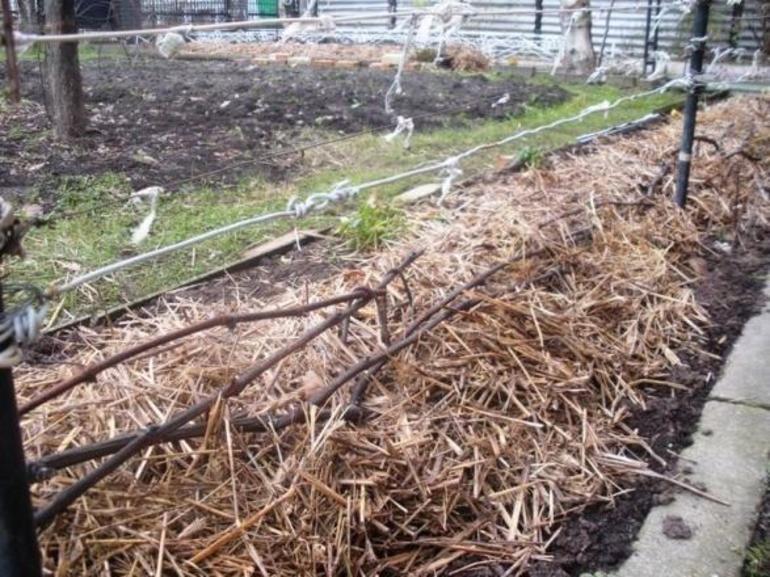 겨울철 포도를 덮는 짚