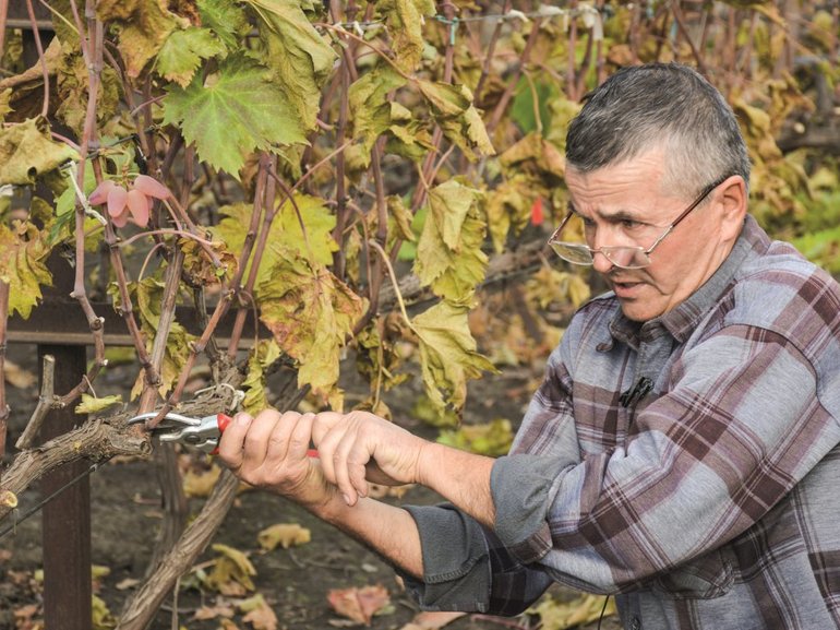 집에서 포도 재배의 미묘한 차이