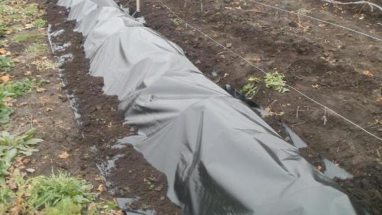 포도나무를 덮다