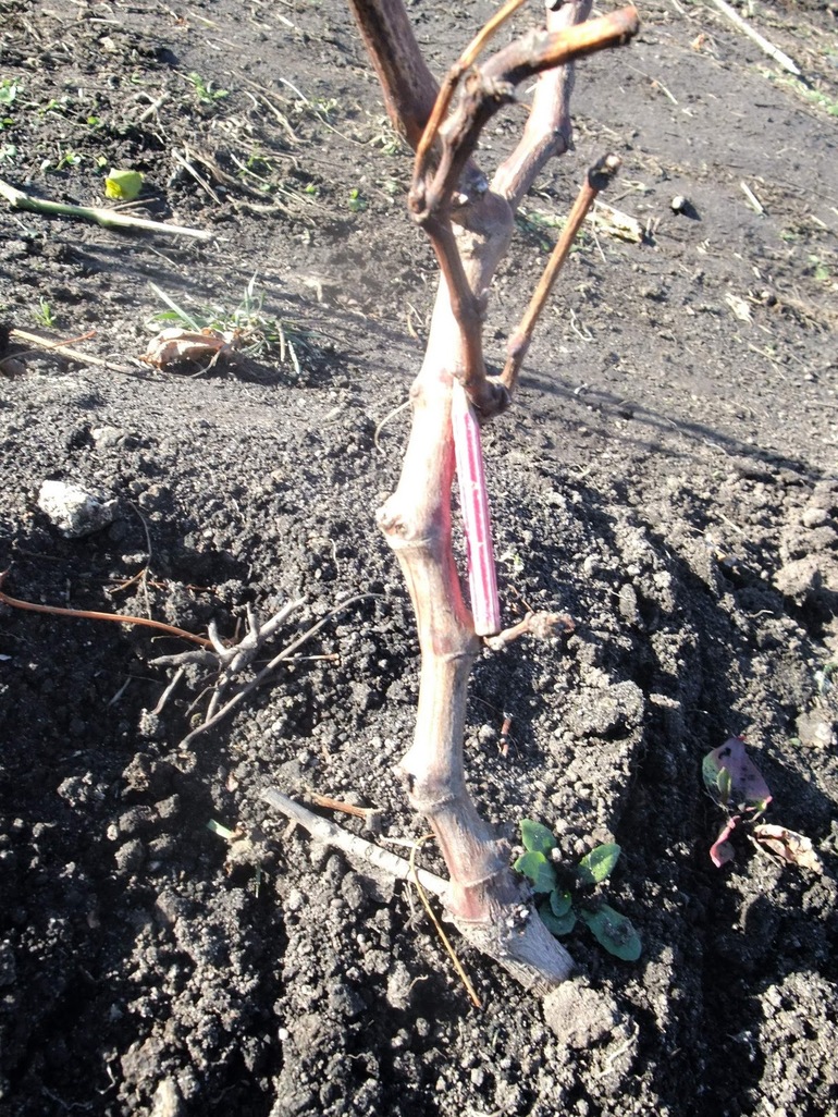 1년생 포도나무