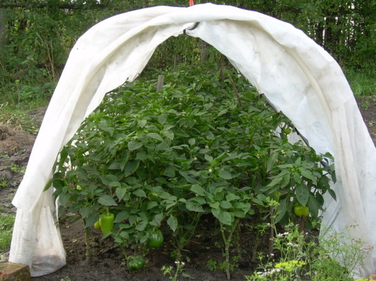 식물을 덮는 필름