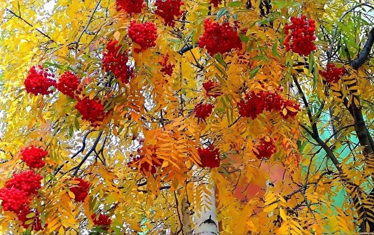 로완 식물의 특징