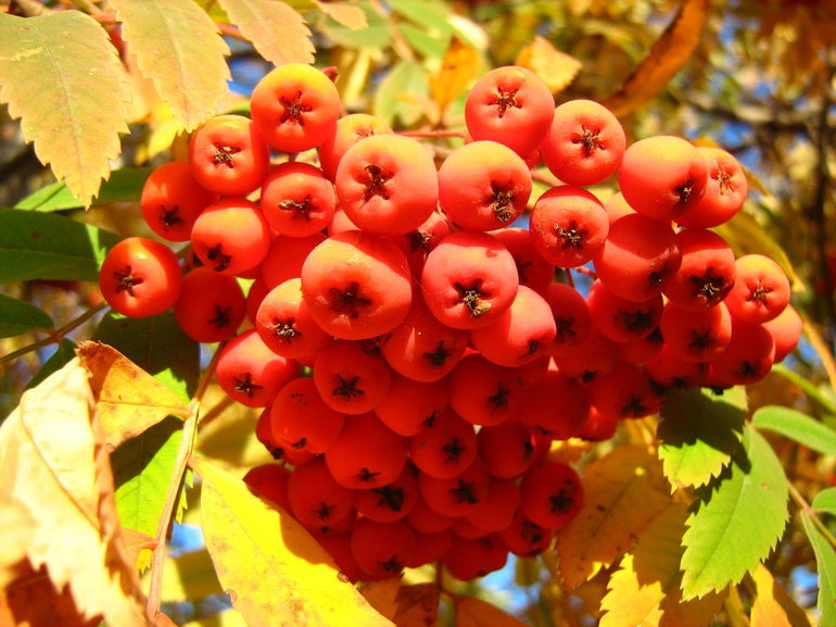 중간 크기의 미추린 나무