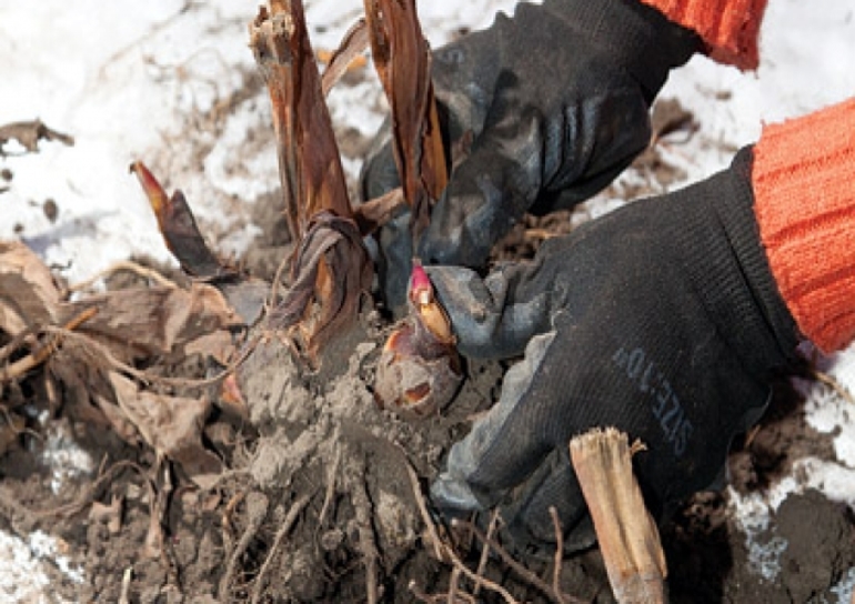 글라디올러스 수확 시기