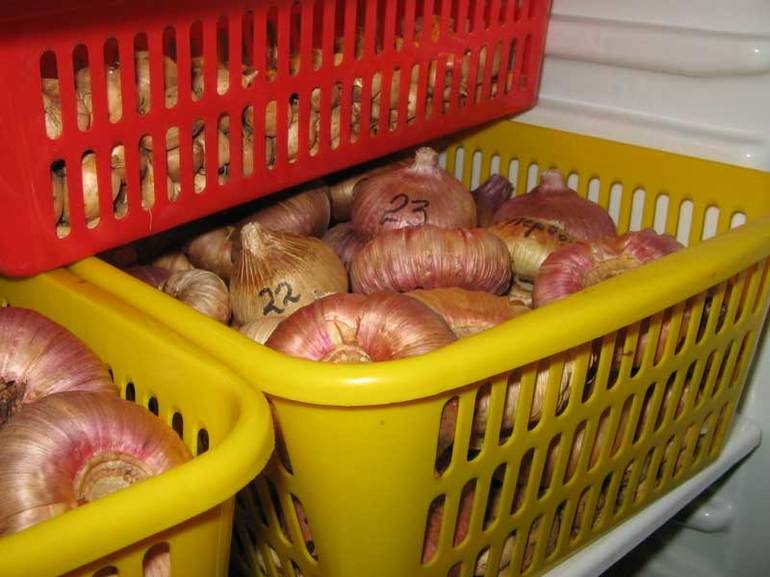 냉장고에 글라디올러스가 있어요