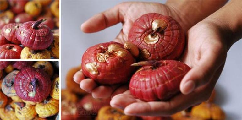 글라디올러스의 월동