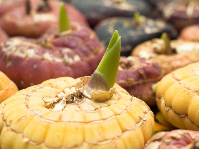 글라디올러스 구근의 품질