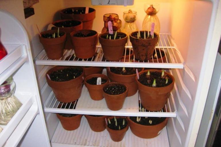 냉장고에 칸나 보관하기