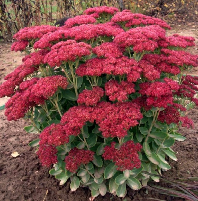 세덤 스펙타빌레.