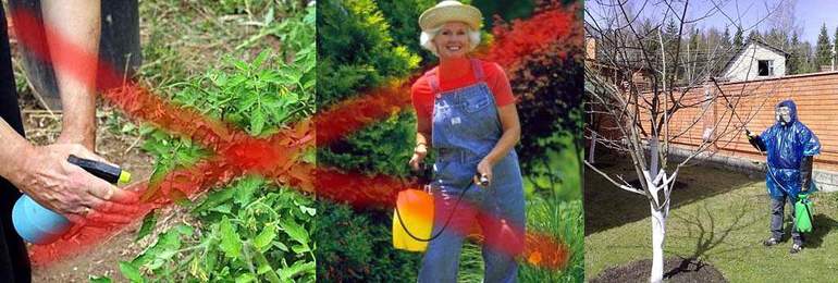 가을철 나무에 황산구리를 처리: 비율