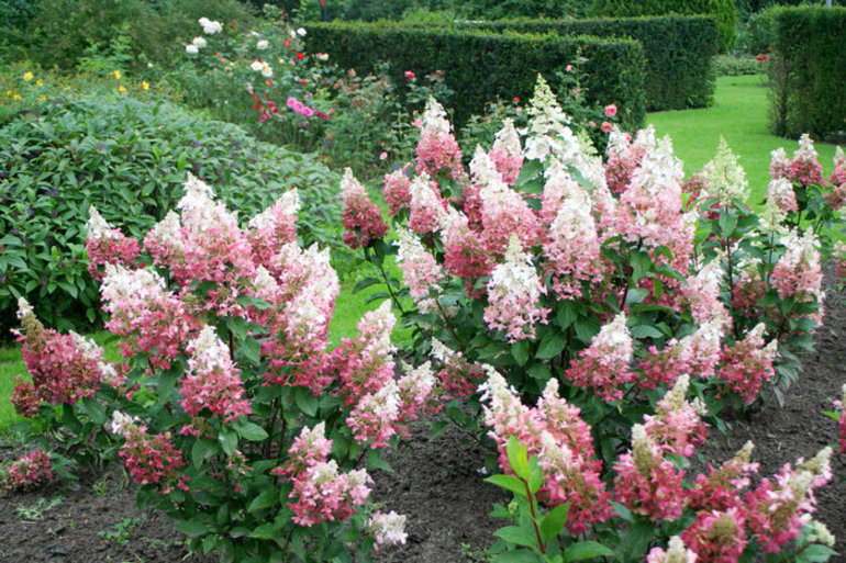 수국에 대한 일반 정보