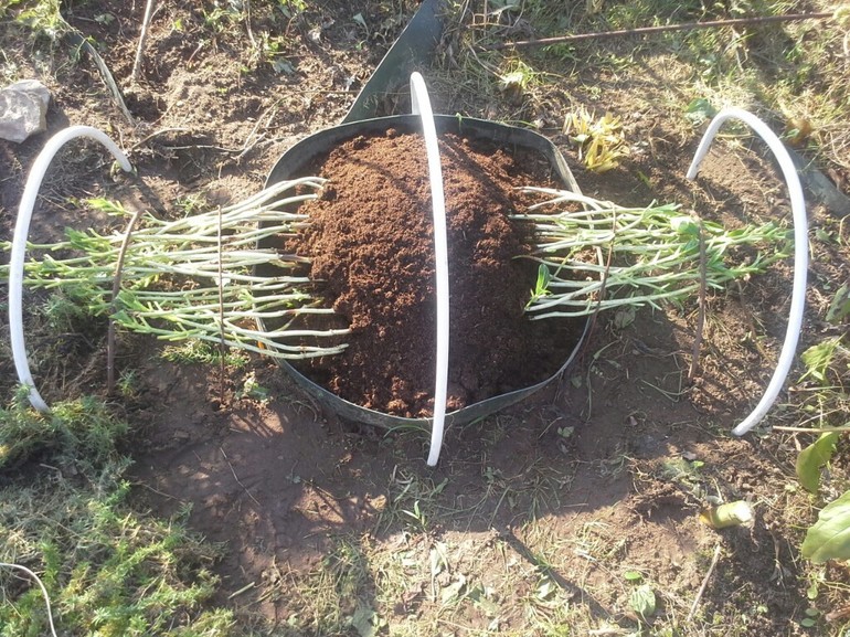 겨울철 수국을 덮는 것의 중요성