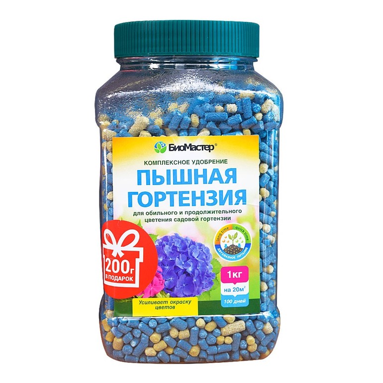 수국을 겨울 동안 준비하기