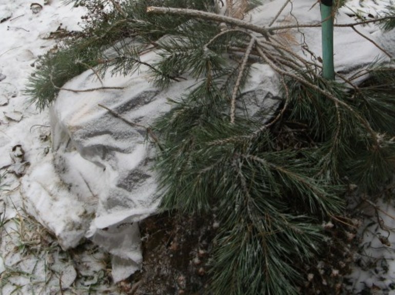 수국을 덮는 방법