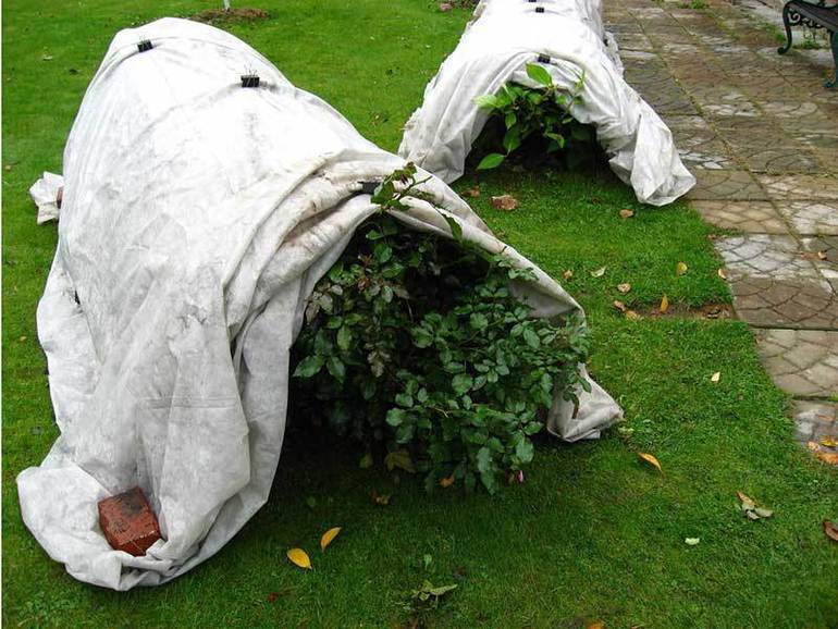 덩굴장미 덤불 준비하기