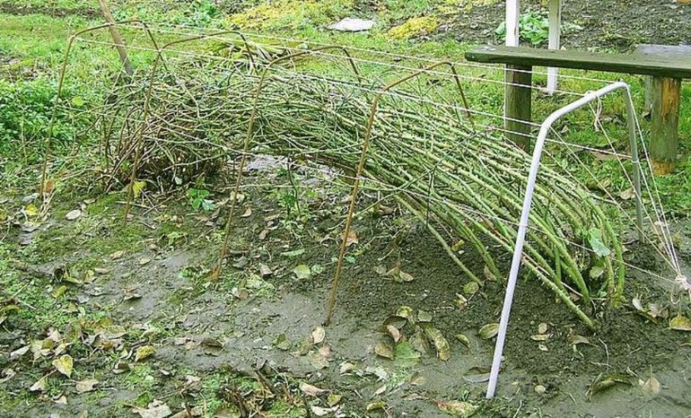 덩굴장미 가지치기 및 언덕 쌓기 절차