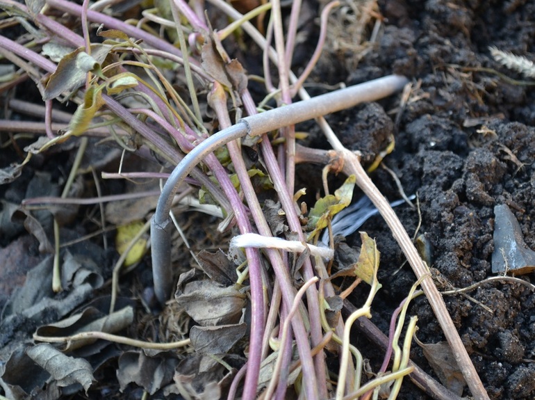 겨울철 클레마티스 준비 방법