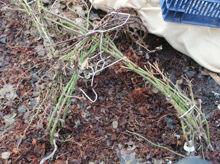 클레마티스를 덮는 방법