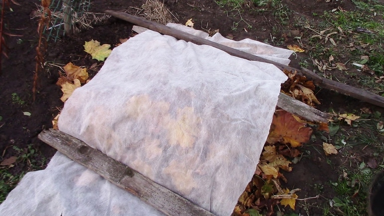 클레마티스 덮기