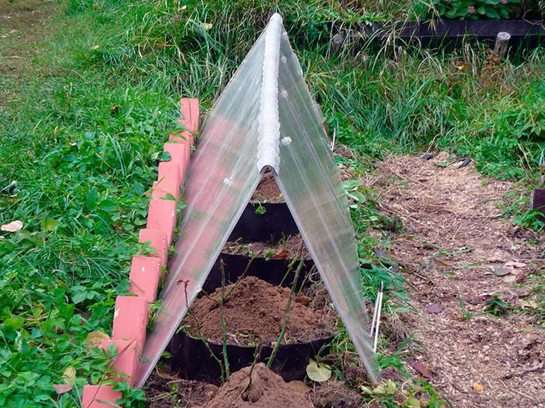 클레마티스를 서리로부터 보호하는 방법