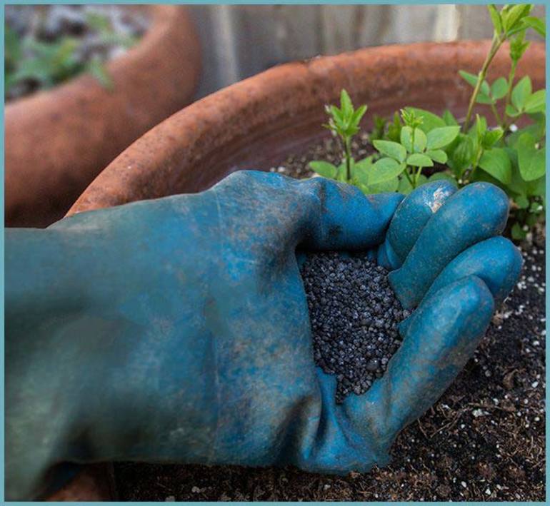 클레마티스용 비료