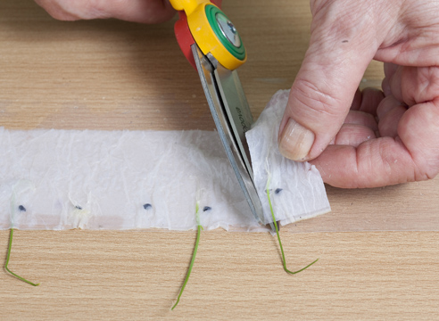 화장지 위에 묘목 키우기