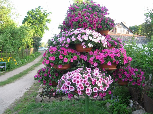 집에서 재배한 묘목으로 만든 아름다운 푸테니아