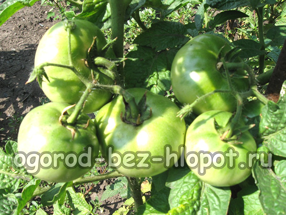 큰 토마토 작물을 키우는 방법