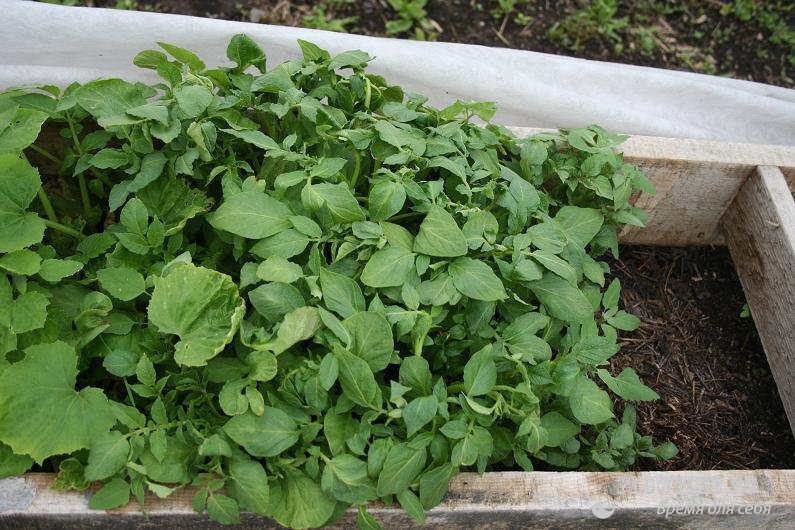 달의 위상과 별자리