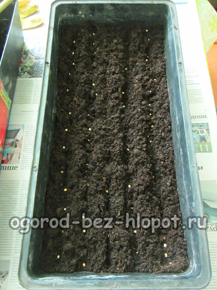 씨앗에 흙을 뿌린다