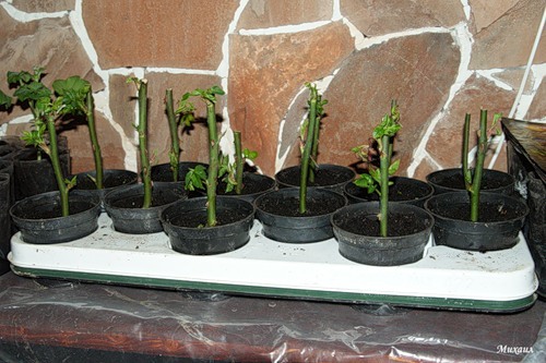 꽃다발에서 장미 키우기