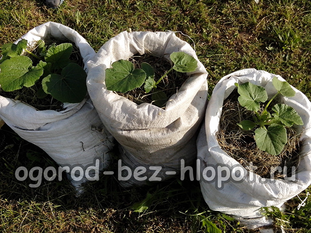 봉지에서 호박 재배하기