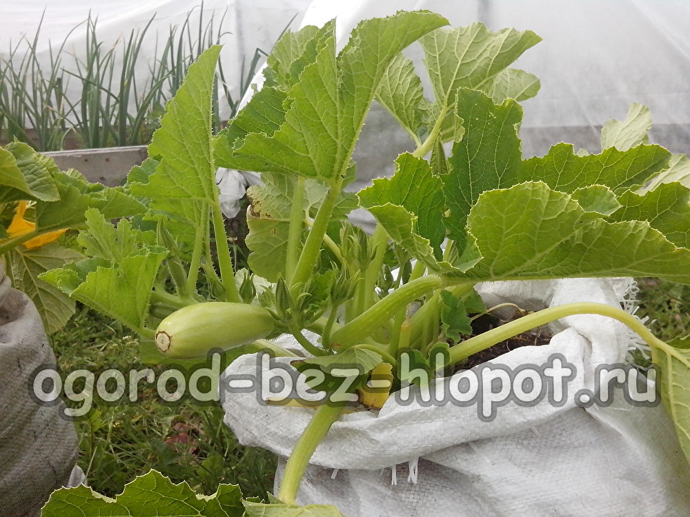 봉지에서 호박 재배하기