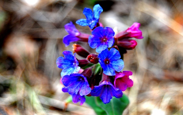 정원용 다년생 식물