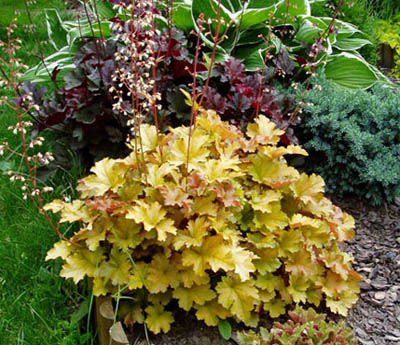 정원에서 어떤 꽃을 키울까요?