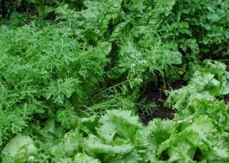 별자리가 심기에 미치는 영향