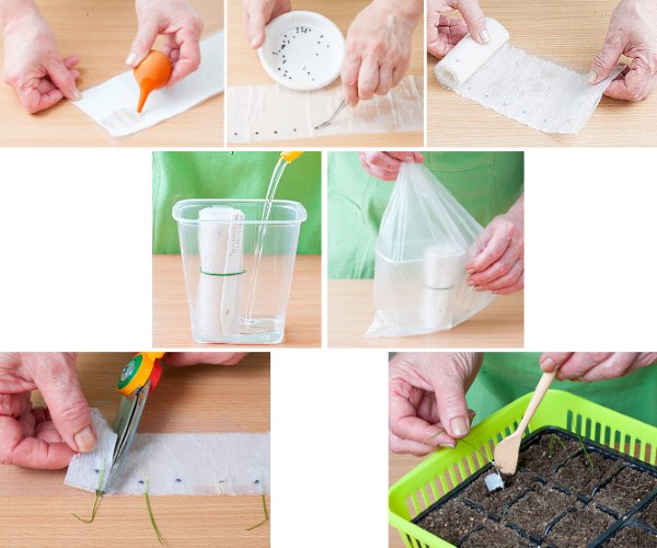 화장지에 묘목 심기