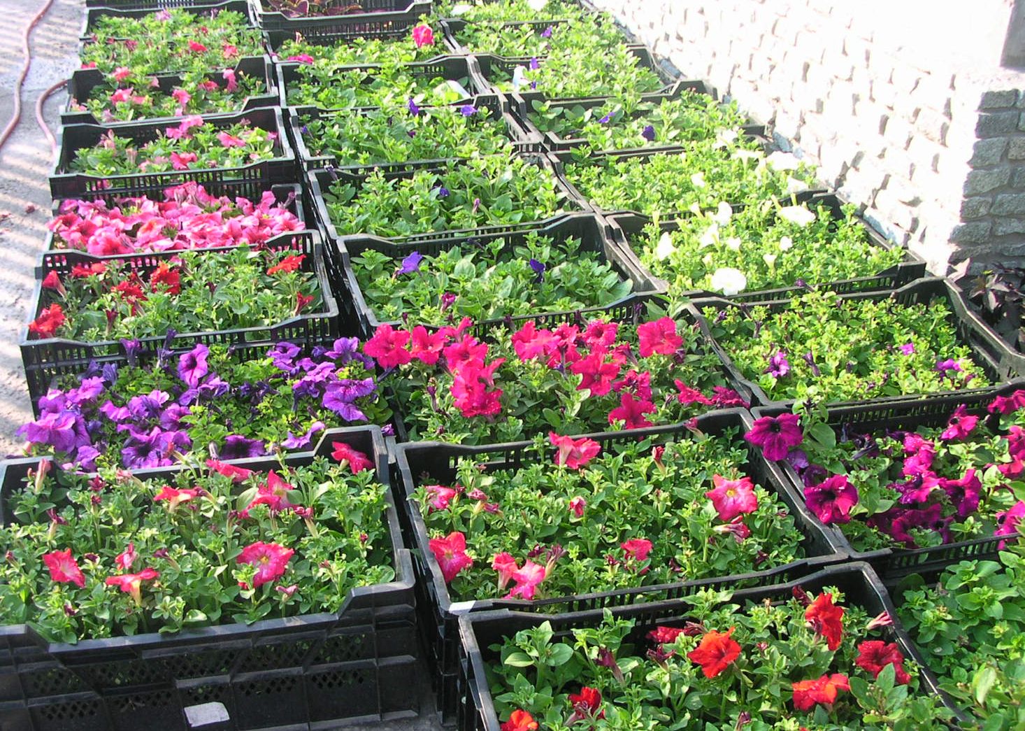 집에서 페튜니아 묘목 재배하기