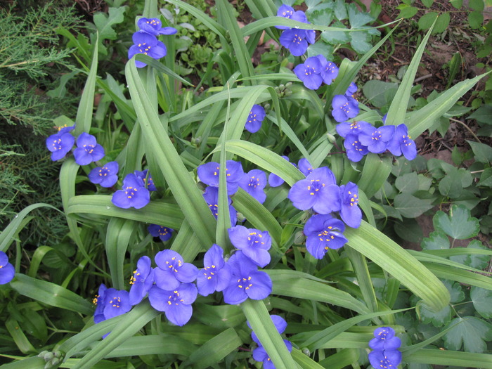 트라디스칸티아 호르티컬추럴리폴리아