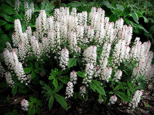 트리알레라 다년초