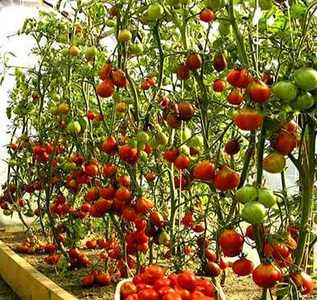 온실에서 토마토 재배