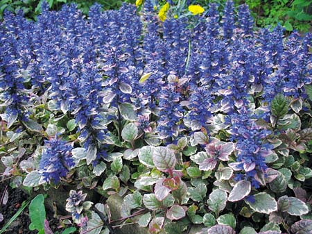 정원에서 어떤 다년생 식물을 키울까요?