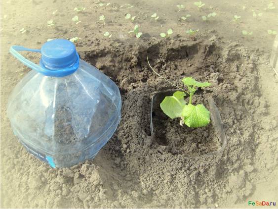 병에서 오이를 재배하는 방법