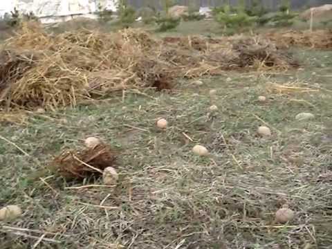 흙이 없는 감자