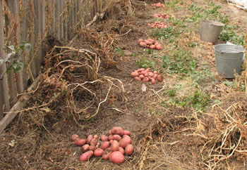 짚 아래에서 감자를 재배하는 방법