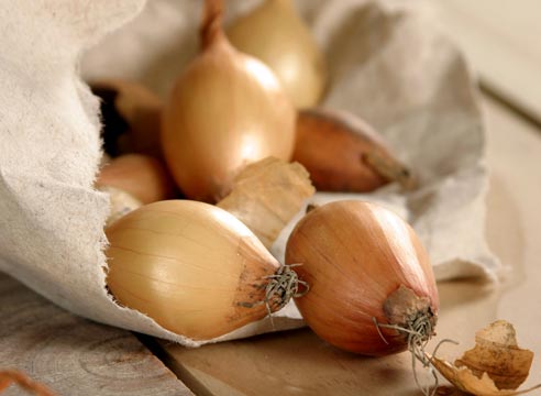 양파 세트 심기