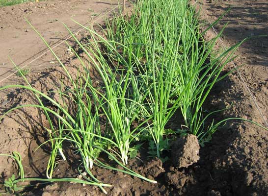 열린 땅에 양파 묘목 심기