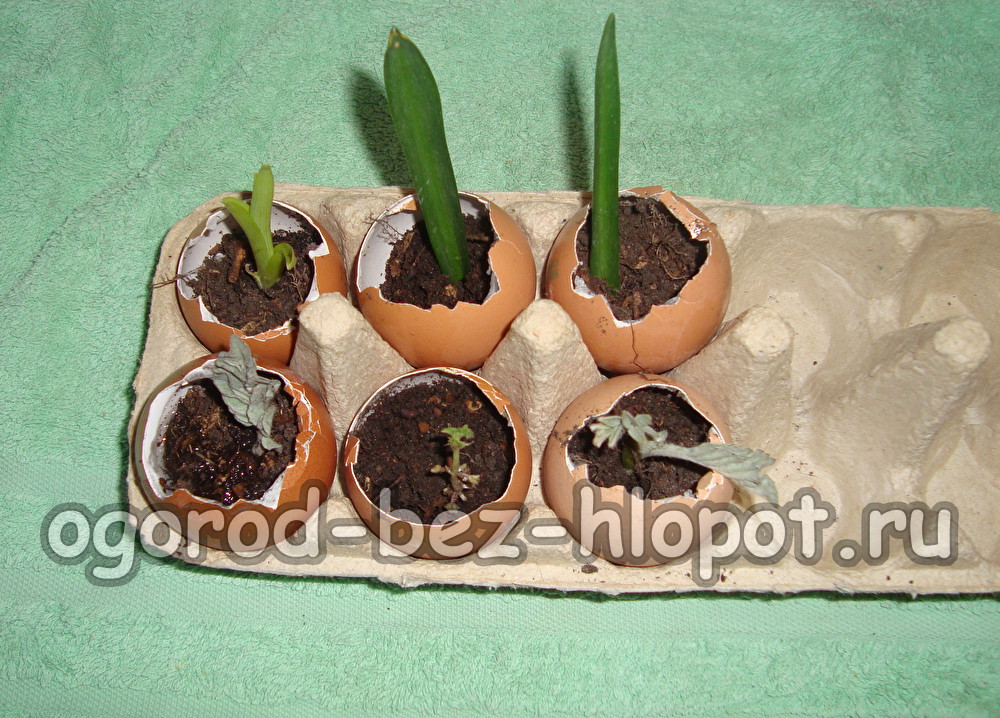 달걀 껍질에 묘목을 키우는 것이 준비되었습니다.