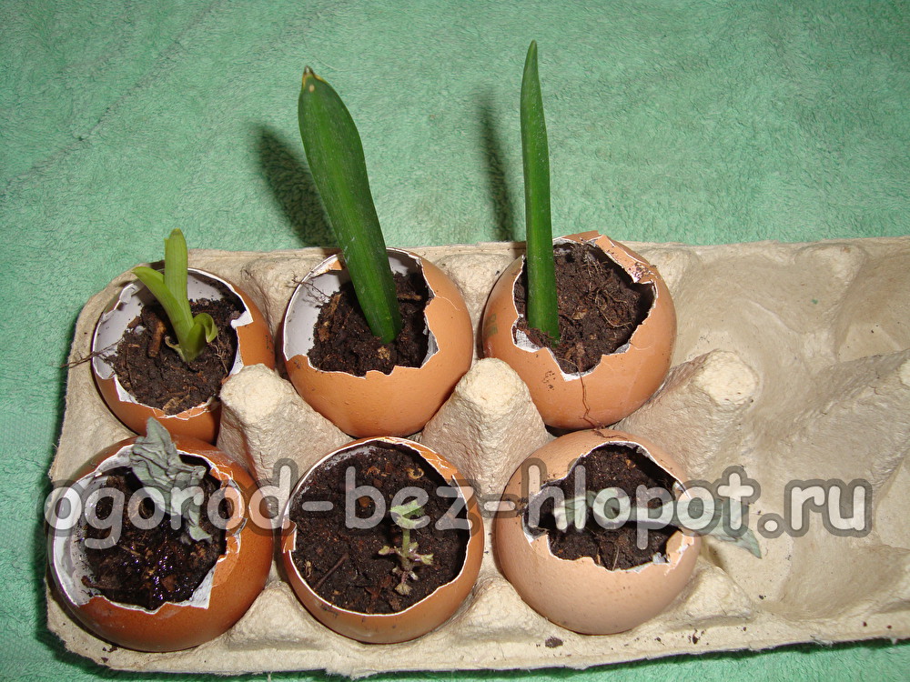 껍질 속의 묘목