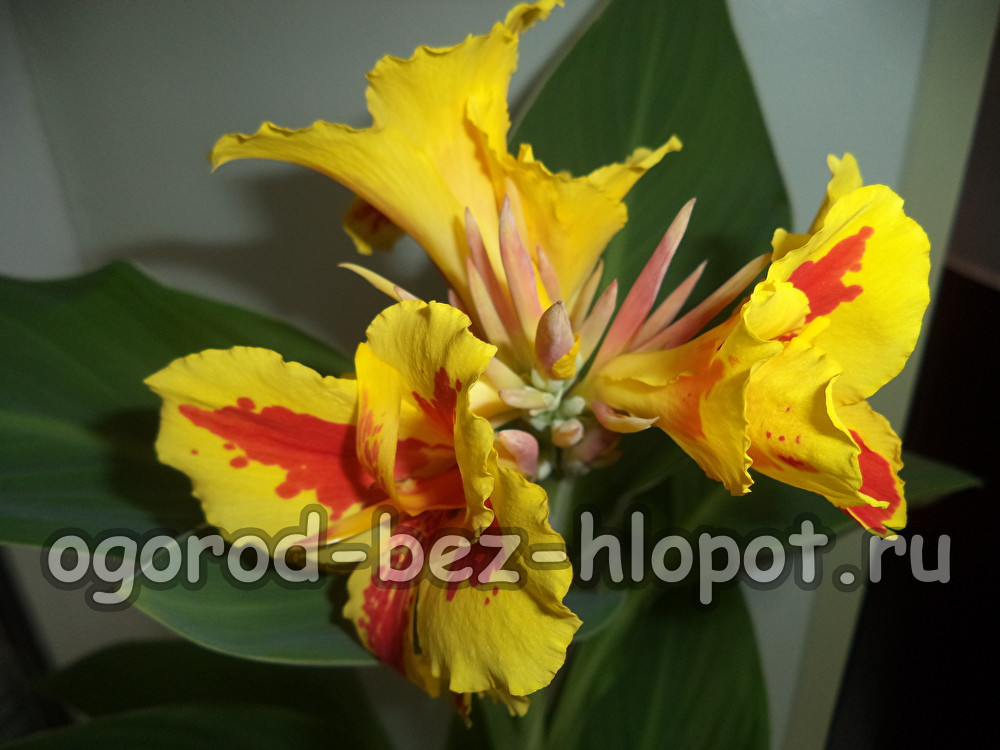 열린 땅에서 칸나 재배